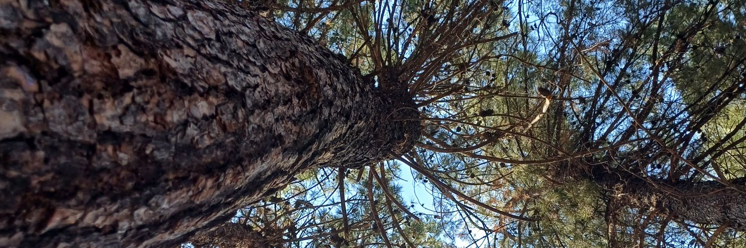 Tubilina's profile banner image