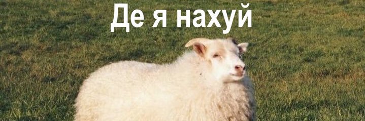 коала замучена's banner