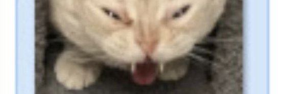 Taco Demon banner