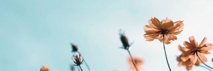 Shella banner