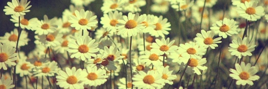 gianicasarotto's profile banner image