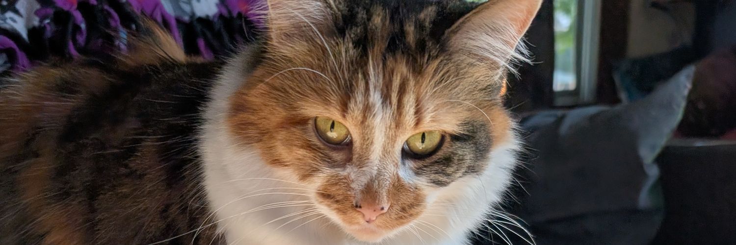 Shelly🇲🇾 banner