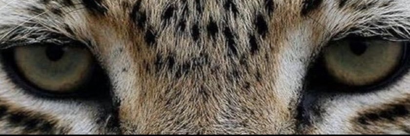 calopess2's profile banner image