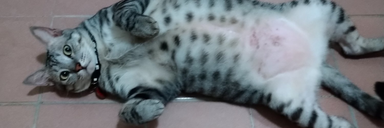 Ruolala's profile banner image