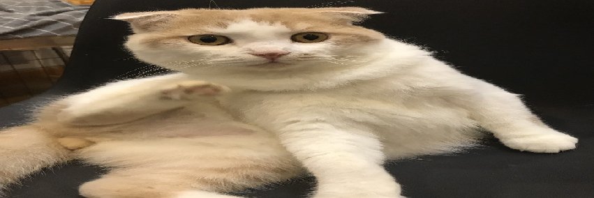 Sillicate 🔞 banner