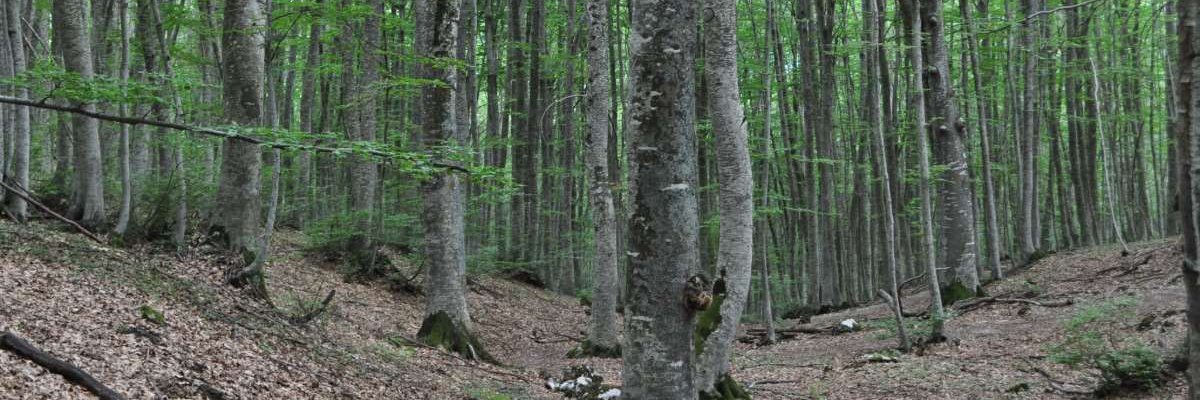 Pedro L. Lomas 🔻🇵🇸 banner