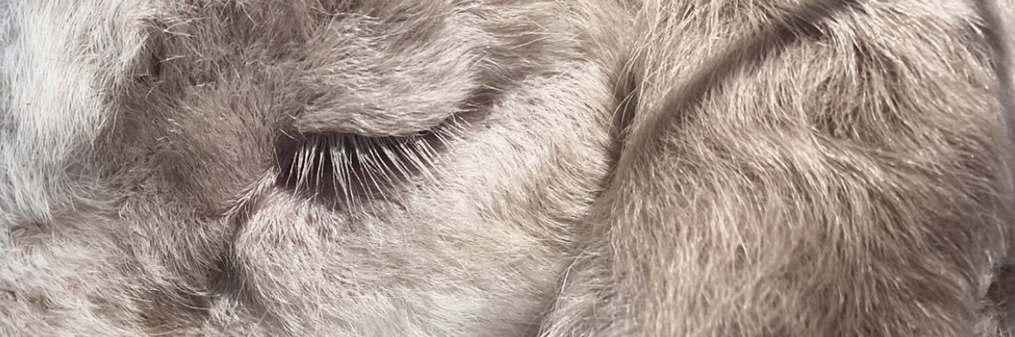 L ( edtwt | 20 ) ᯓ★ banner