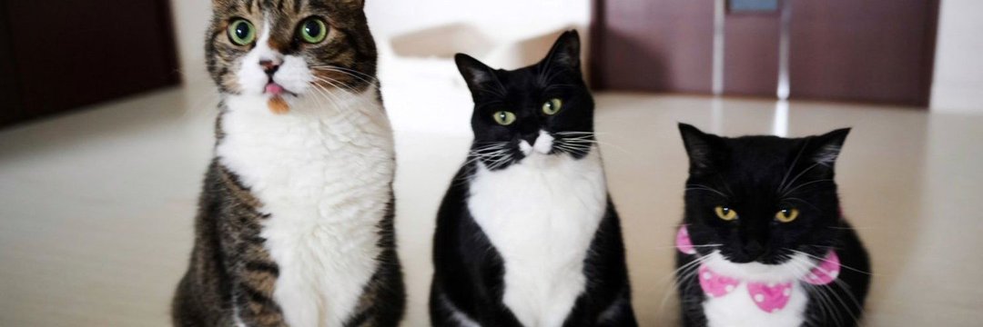 Daily Cat Posting's banner