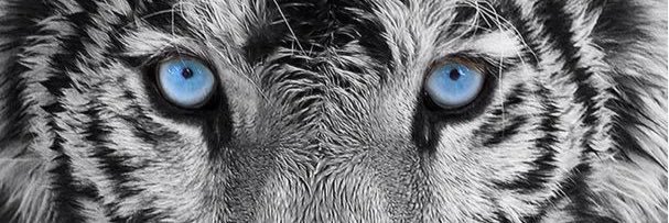 JaviLopez_9's profile banner image