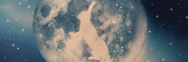 LuckyCat7's profile banner image