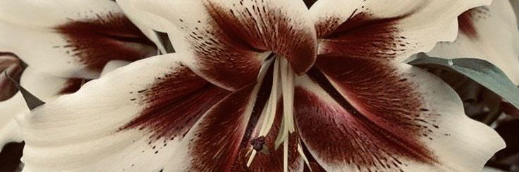 Mayumi_cherry's profile banner image