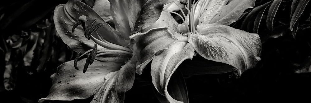 _nazz_1's profile banner image