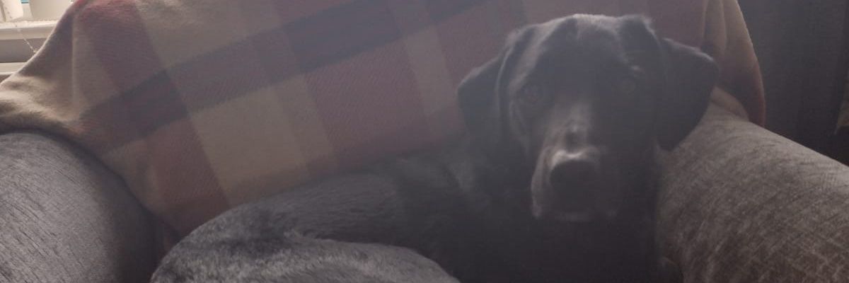 LunaNatz's profile banner image