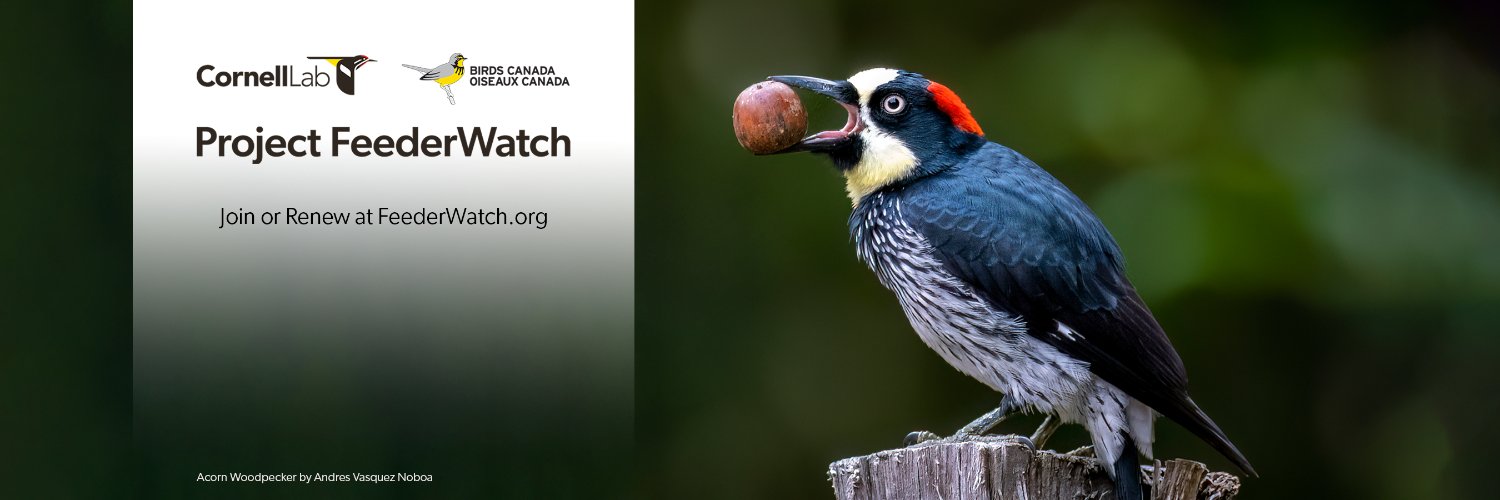 Feederwatch's profile banner image