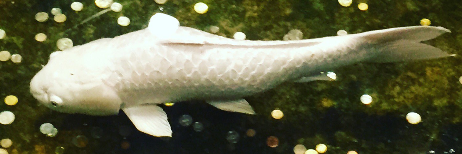 TanyaYuson's profile banner image