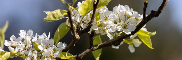 SnoPUD Profile Banner