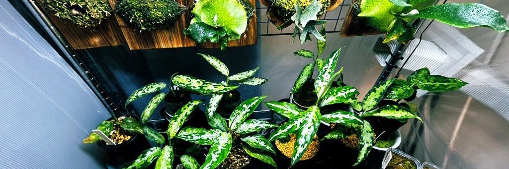 なにわのオネマー banner