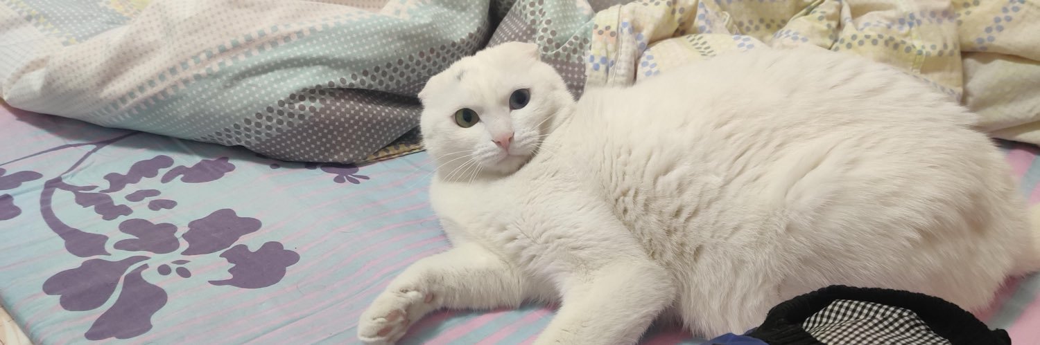 小烧猫 banner