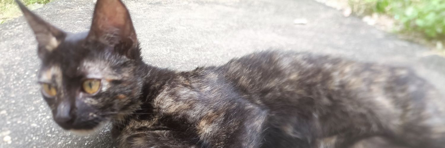 Demel Nascimento banner