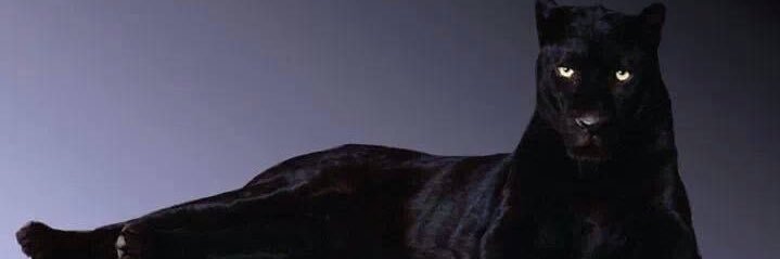 htmlala's profile banner image