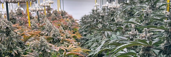 Skunkfootgrows Profile Banner