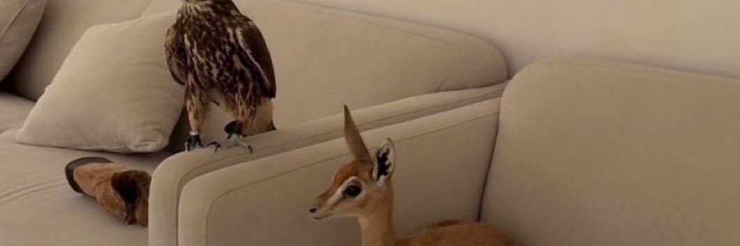 ror 𝜗𝜚 banner