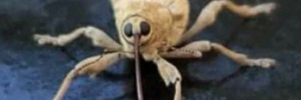 Junebug_B0Z0 Profile Banner