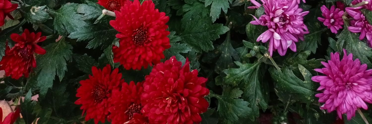 Ninaninu (nin) banner