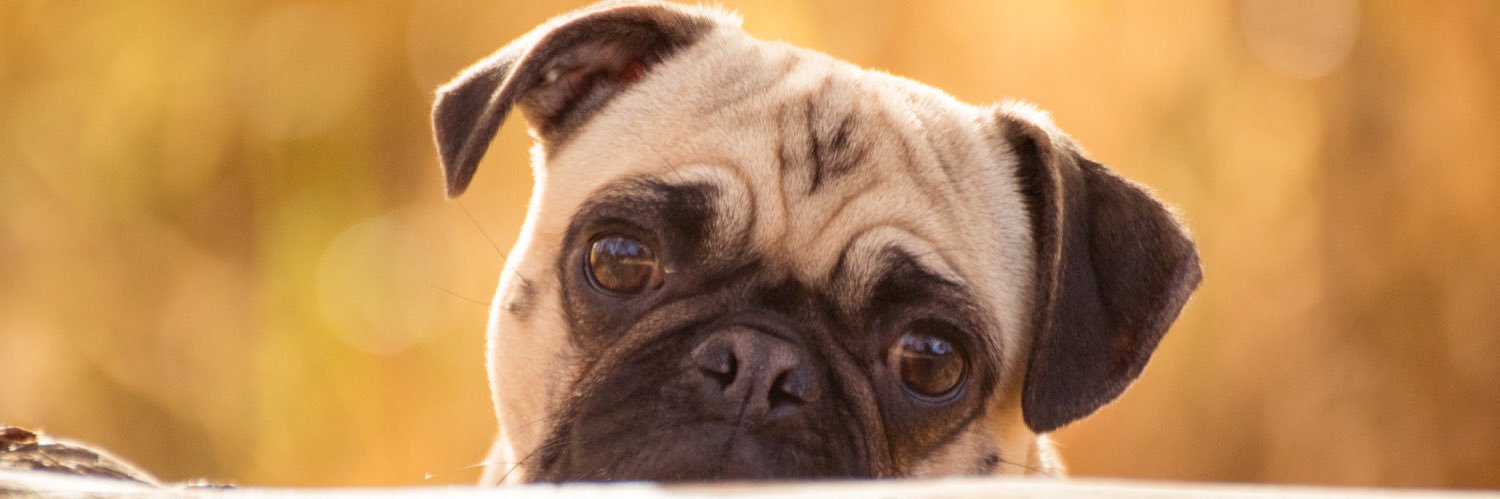 dogtorlarsen's profile banner image
