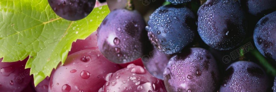 ぶどうくん。 banner