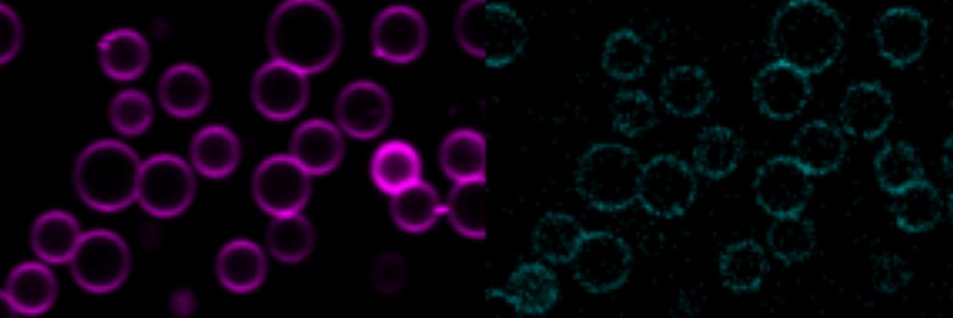 Jamecna Lab's banner