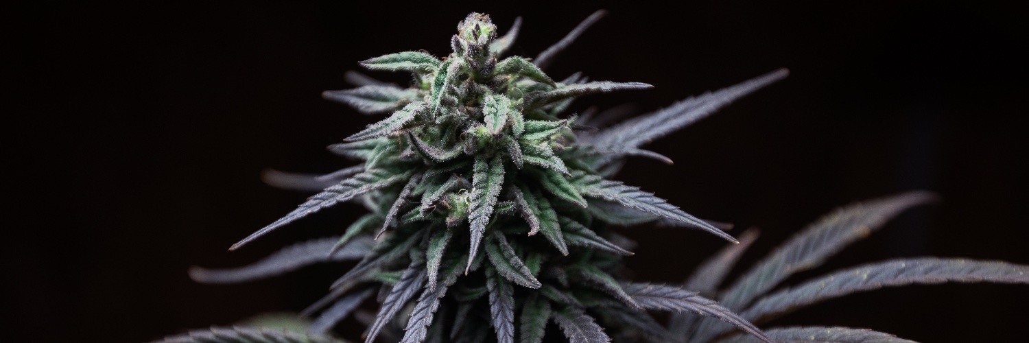 Royal Cannabis's banner