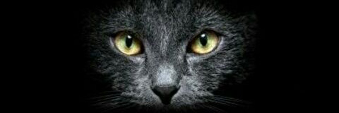 Ynoska Gutierrez 🐈🌹 banner