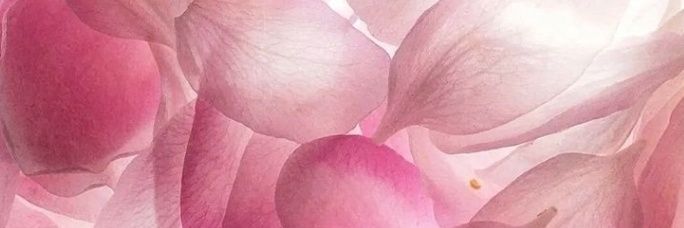 𝐷𝑒𝑒𝑚𝑎 🌺 banner