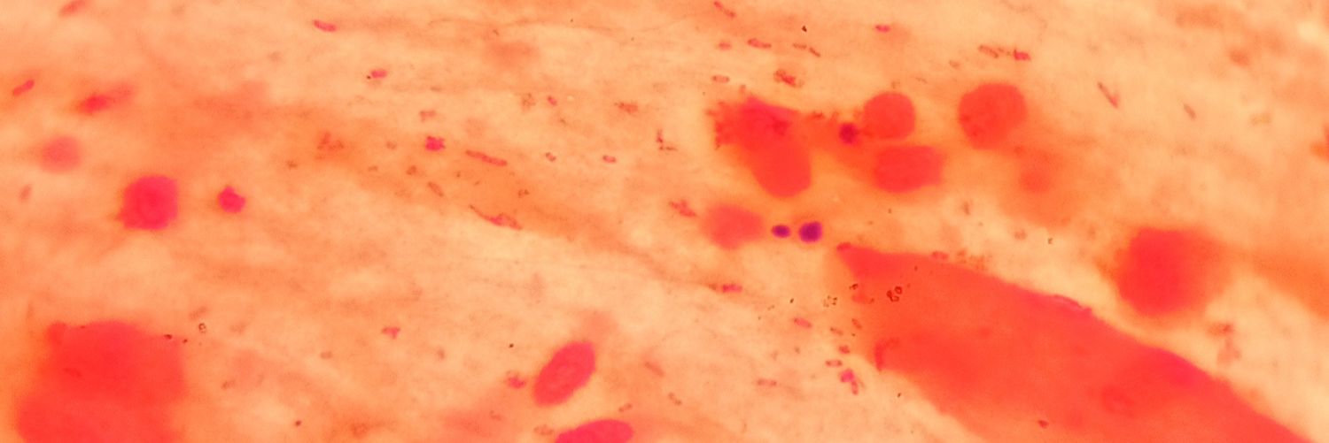 EliCastillo_'s profile banner image