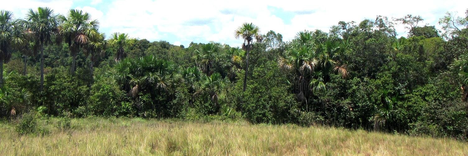 TropicalTrees's profile banner image