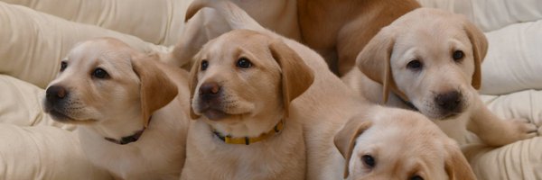 irishguidedogs Profile Banner