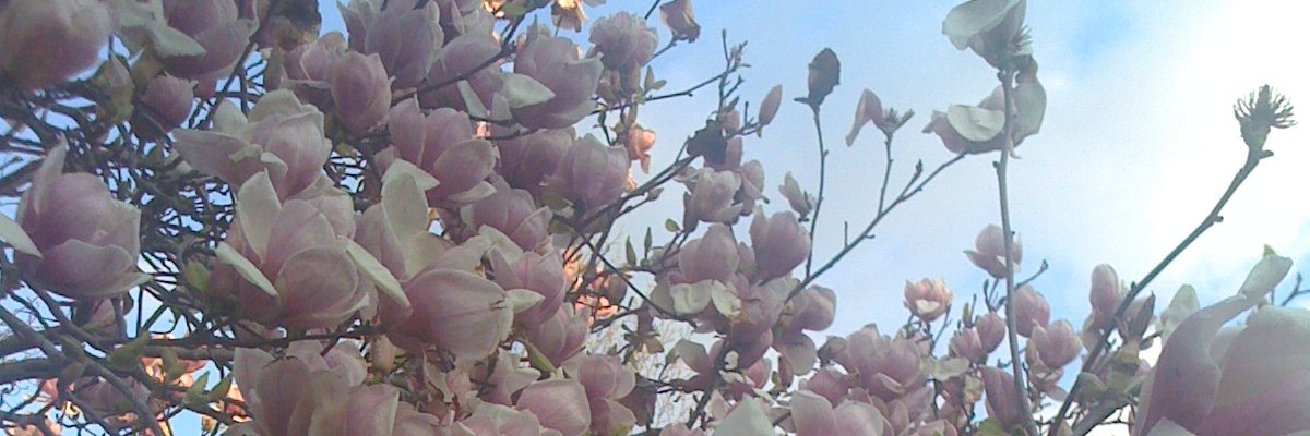 WhiskeyGingrr's profile banner image