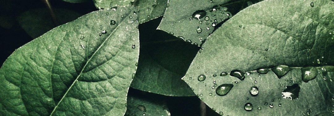 theroyalcvrt's profile banner image