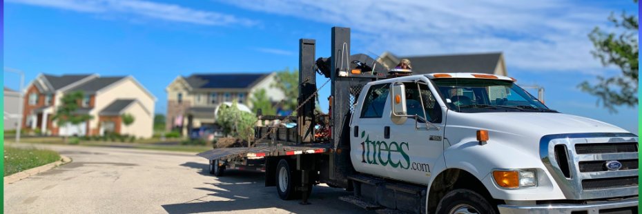 iTreesChicago's profile banner image