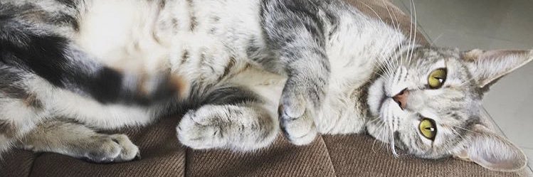 Fede ⭐️⭐️⭐️🇦🇷 banner