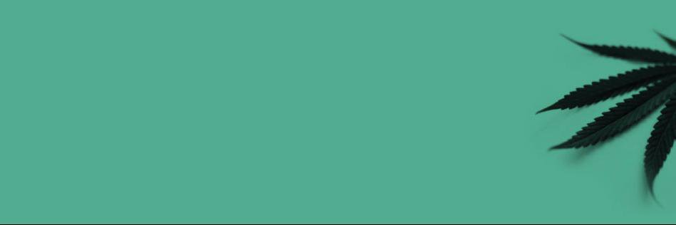CannabisHubMx's profile banner image
