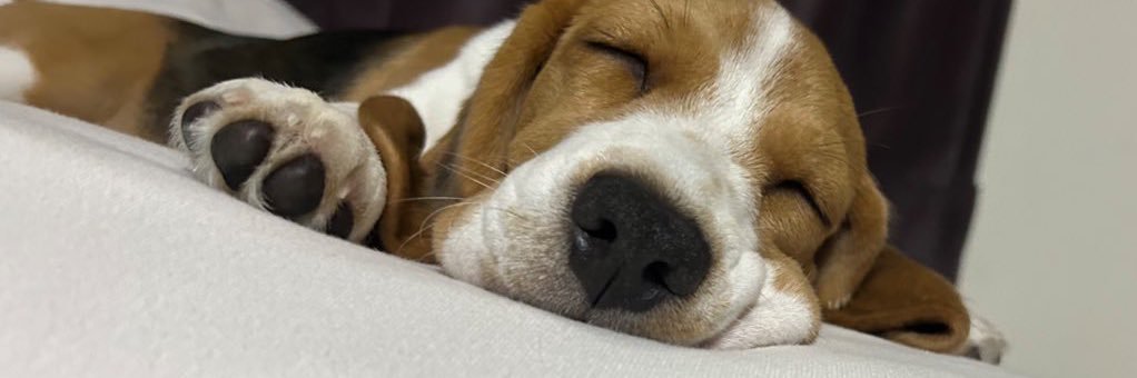 ふてぶてしい犬 banner