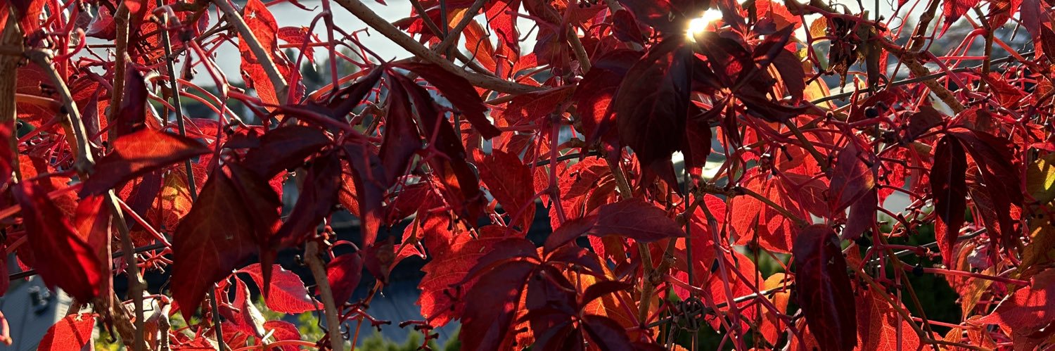 Catherine Doran banner