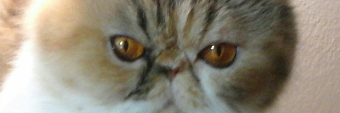 lutarop's profile banner image