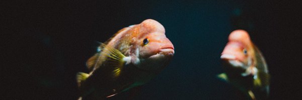 thewrongmolly Profile Banner