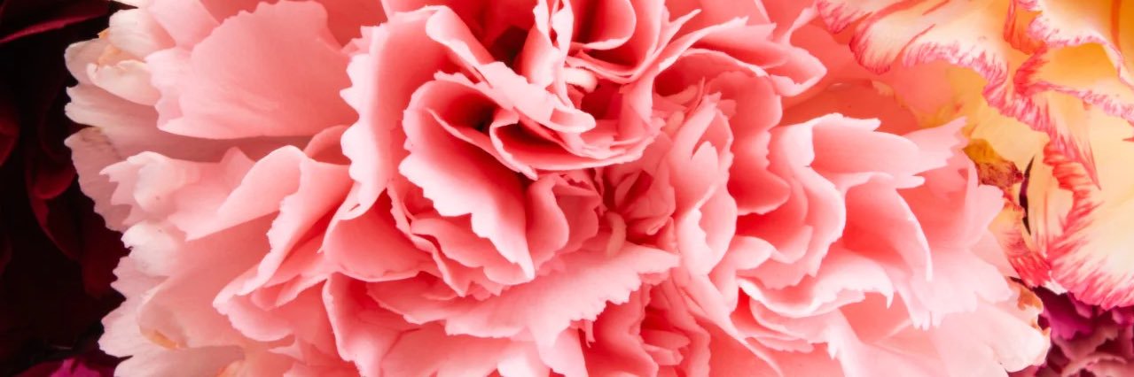 caclarady's profile banner image