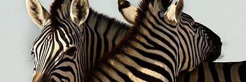 EDSzebras's profile banner image