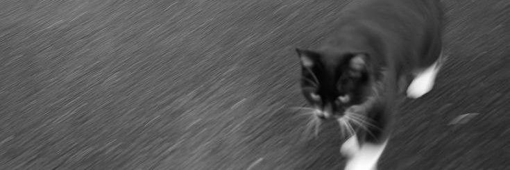 mell banner