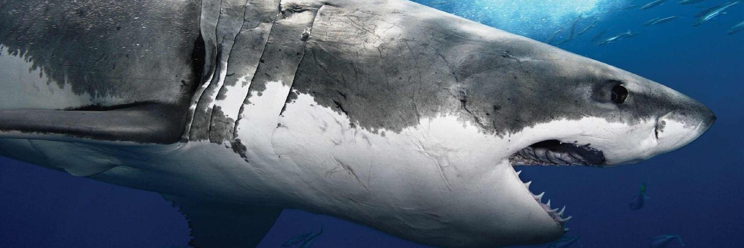 Heather Rodriguez banner